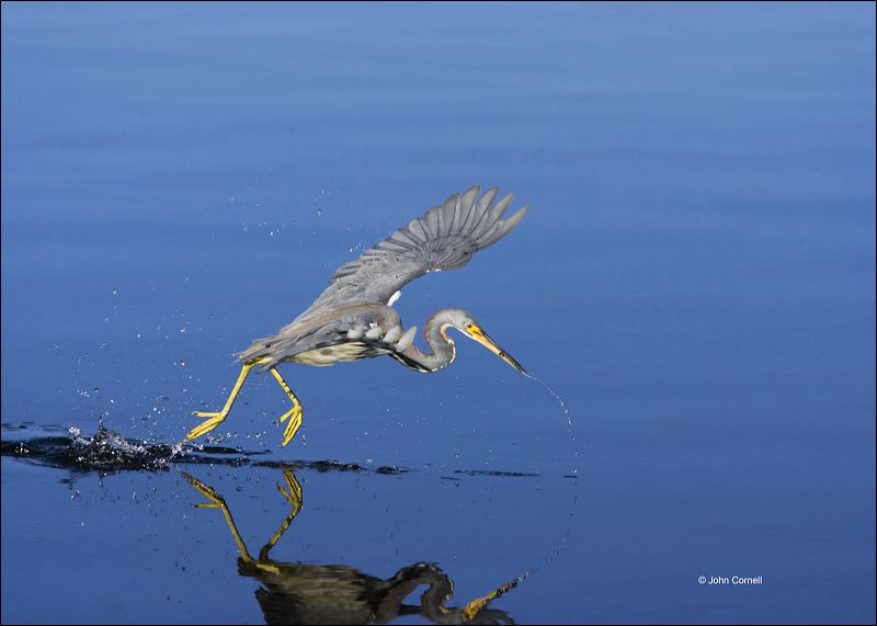 Florida;Southeast USA;Tricolored Heron;Egretta tricolor;flying bird;one animal;close-up;color image;nobody;photography;day;outdoors. Wildlife;birds;animals in the wild;flight;Heron;Flight;Foraging